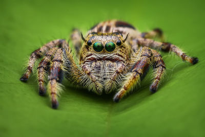 Close-up of spider