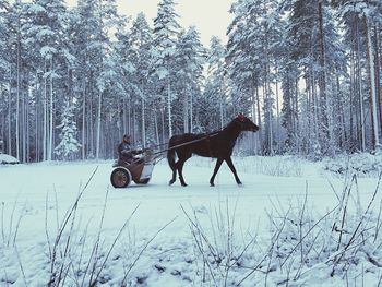 Horses on snow covered trees during winter