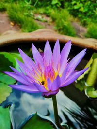 Close-up of lotus water lily in pond