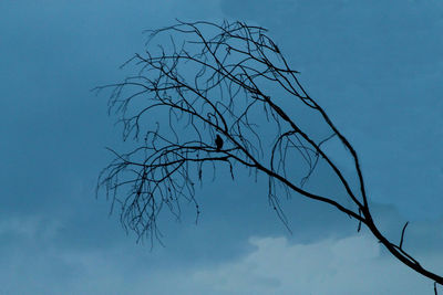 Low angle view of bare tree against blue sky