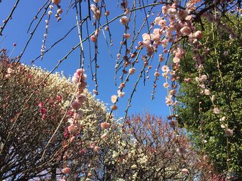 Low angle view of flower tree against sky