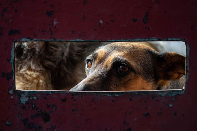 Close-up portrait of a dog