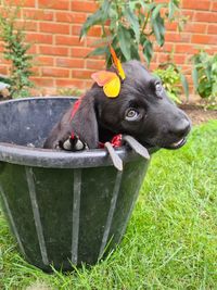 Black dog in backyard