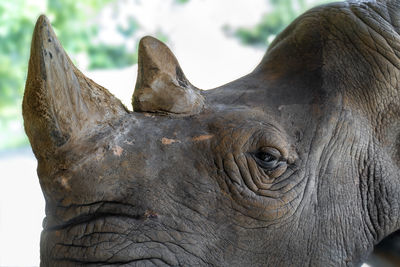 Close-up of elephant