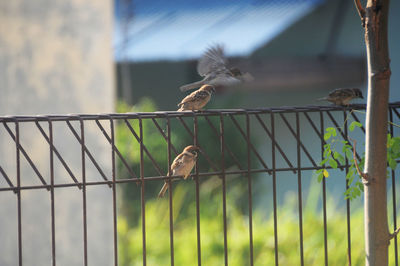 Two birds on a metal fence
