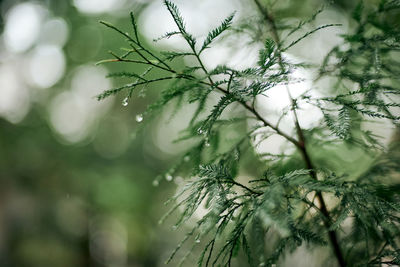 Close-up of wet dew on leaves