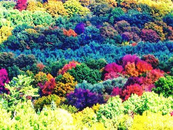 Full frame shot of yellow flowers