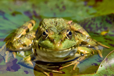 Close-up portrait of a frog on the lake.