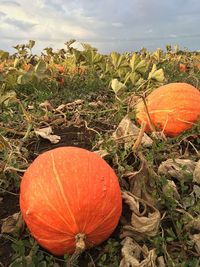 Close-up of fresh orange plants in field