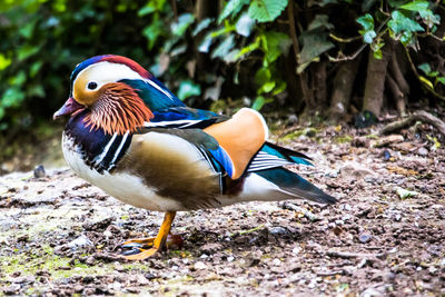 Close-up of mandarin duck 