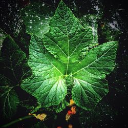 Close-up of leaf against sky