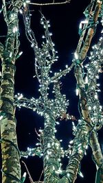 Low angle view of illuminated tree against sky at night