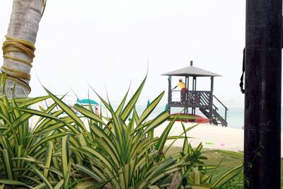Close-up of plants against clear sky