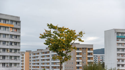 Tree by residential buildings against sky