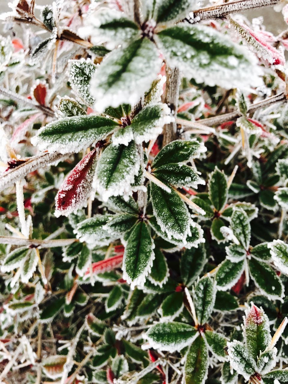 nature, growth, close-up, snow, beauty in nature, cold temperature, winter, outdoors, no people, plant, day, tree, branch, frozen, leaf, backgrounds, fragility