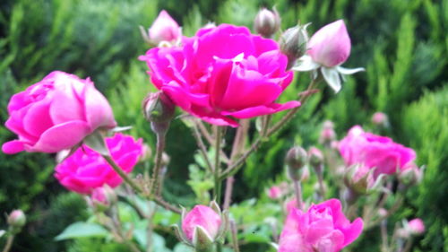 Close-up of pink flowers blooming outdoors