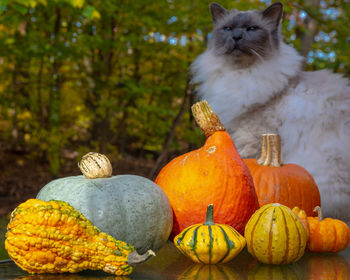 View of pumpkins in garden during autumn