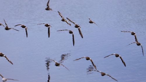 High angle view of birds in lake