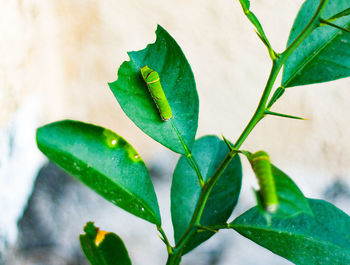 Close-up of insect on leaf