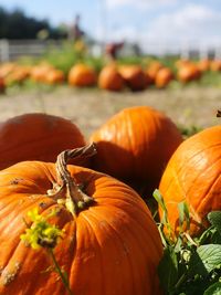 Close-up of pumpkins on field during autumn