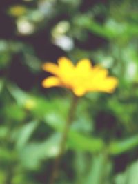 Close-up of yellow flowers