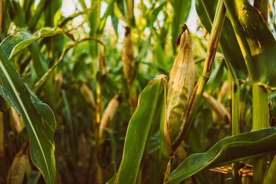 Close-up of crop growing on field