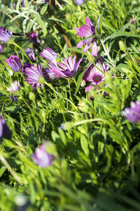 Close-up of pink flowers