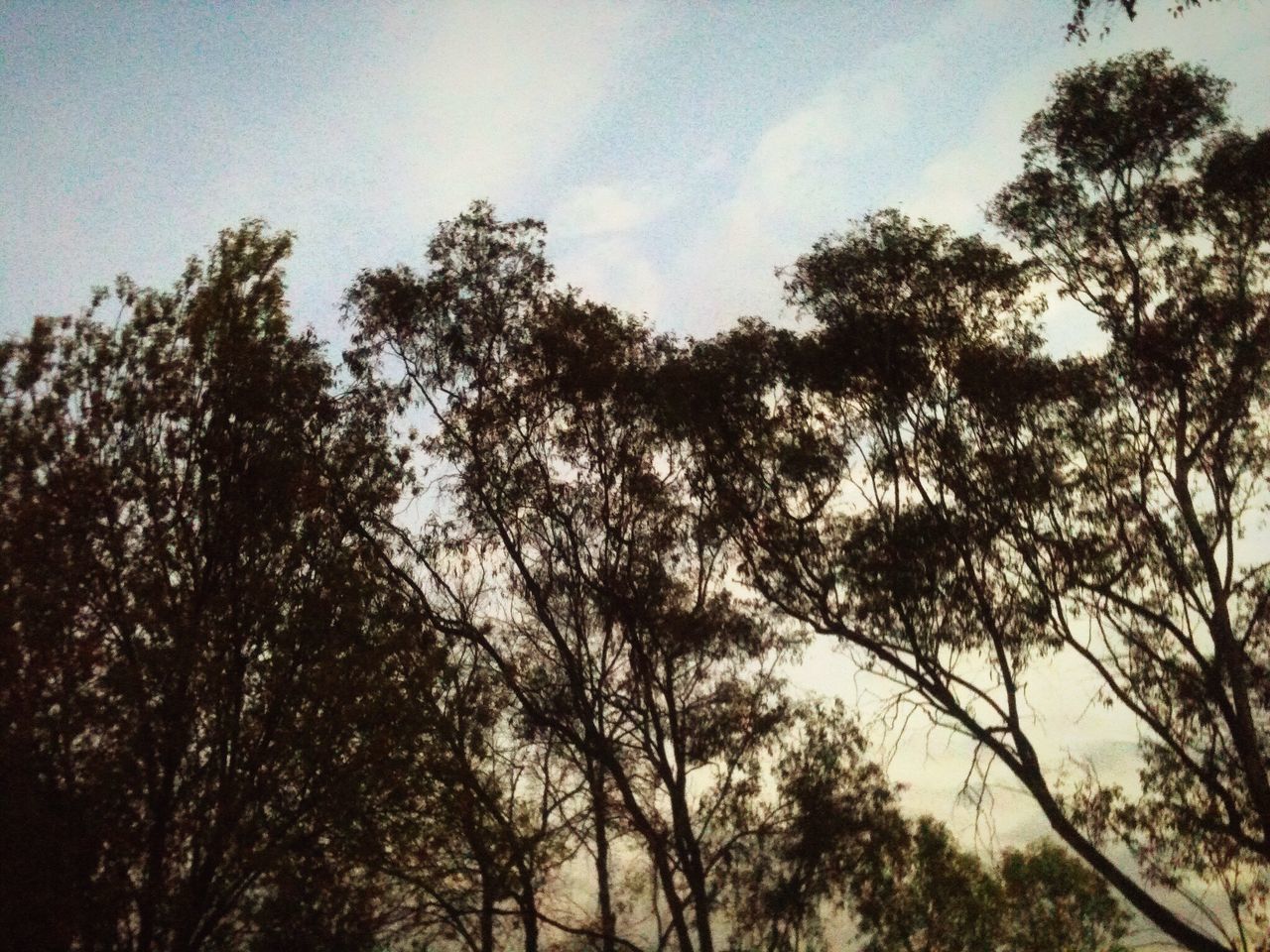 tree, nature, sky, low angle view, growth, no people, beauty in nature, tranquility, outdoors, day