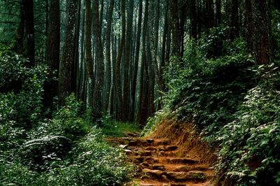 Trees in forest