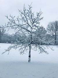 Bare tree on snow covered landscape