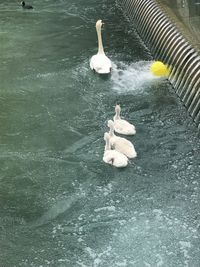 High angle view of birds swimming in lake