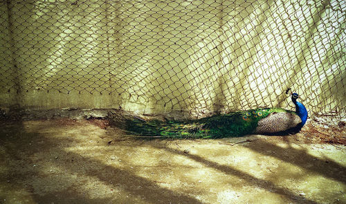 High angle view of peacock relaxing against net