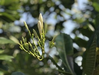 Close-up of flower buds growing outdoors
