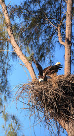 Low angle view of bird perching on tree