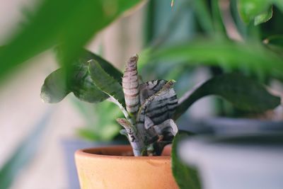 Close-up of lizard on potted plant