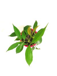 Close-up of plant against white background