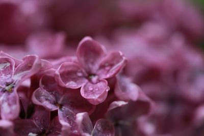 Close-up of pink flowers