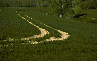 Scenic view of green landscape