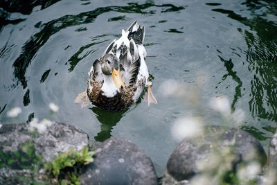 High angle view of duck swimming in lake