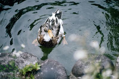 High angle view of duck swimming in lake