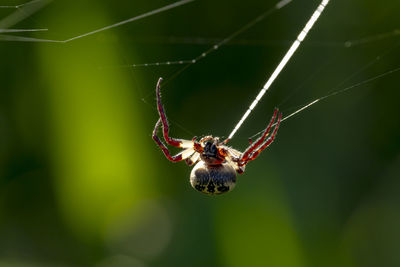 Close-up of spider on web