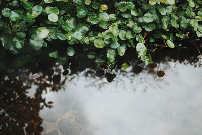 High angle view of raindrops on plants