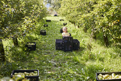 Girl harvesting organic williams pears, sitting on fruit crates