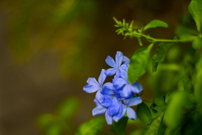 Close-up of purple flowering plant