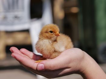 Close-up of hand holding chicken 