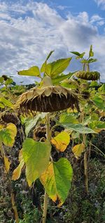 Close-up of yellow leaves on field against sky