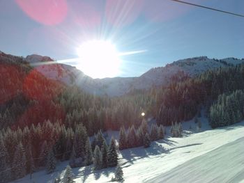 Sun shining through trees on snow covered landscape