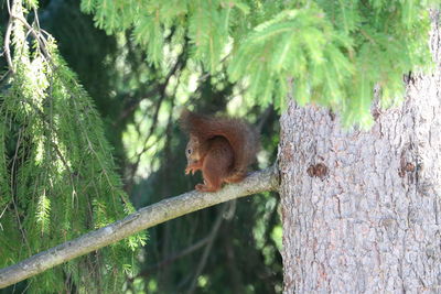 Monkey on tree in forest