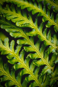 Full frame shot of green plant