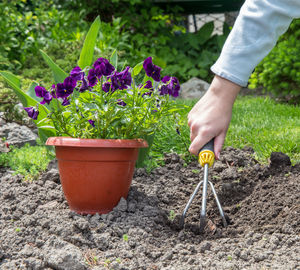 Cropped image of hand holding purple potted plant in yard